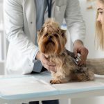 Seguro para mascotas: Todo lo que necesita saber